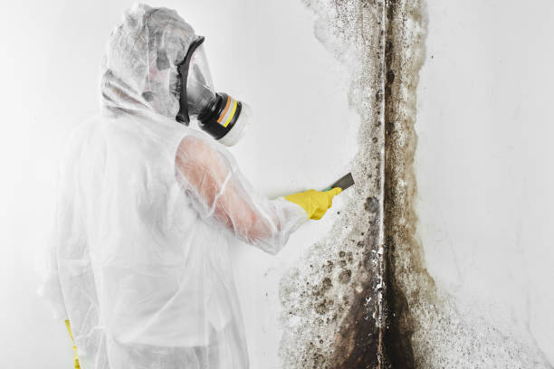 Best Professional Mold Removal  in Morris, AL