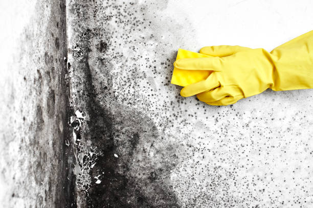 Best Mold Cleaning Services  in Morris, AL