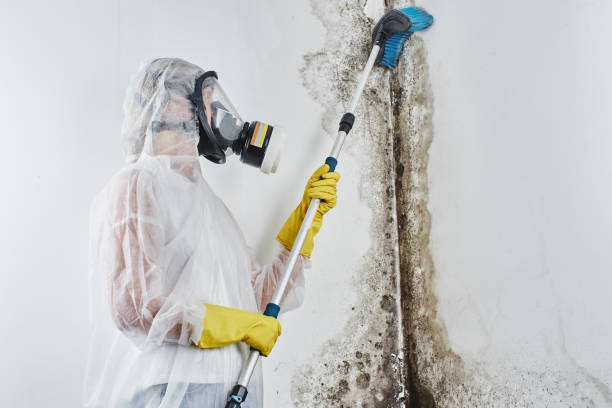 Best Attic Mold Removal  in Morris, AL
