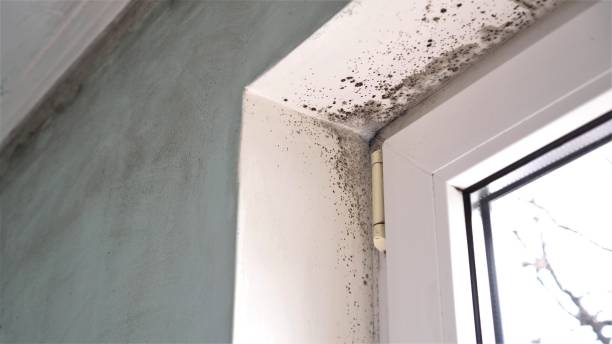 Best Black Mold Removal  in Morris, AL