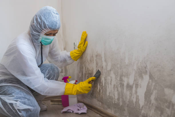 Attic Mold Removal in Morris, AL