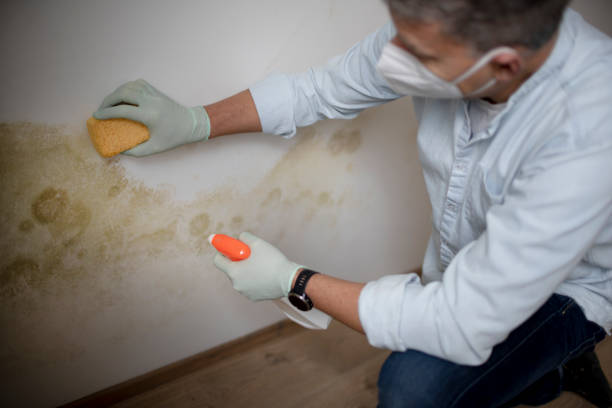 Crawl Space Mold Removal in Morris, AL