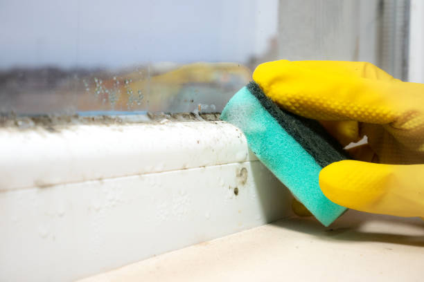 Best Home Mold Removal  in Morris, AL