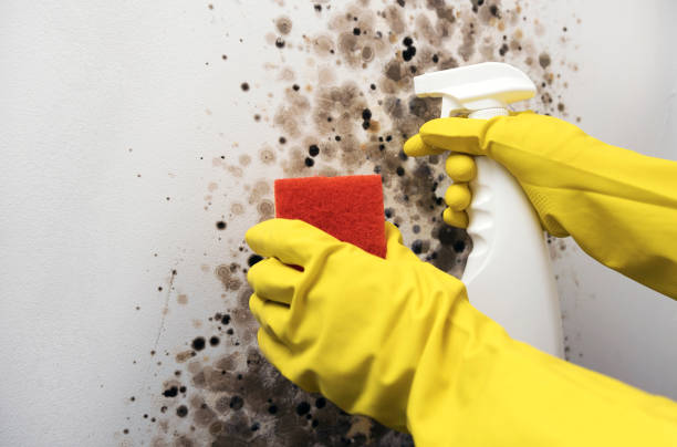 Certified Mold Removal in Morris, AL