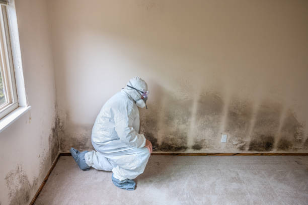 Best Mold Remediation Services  in Morris, AL