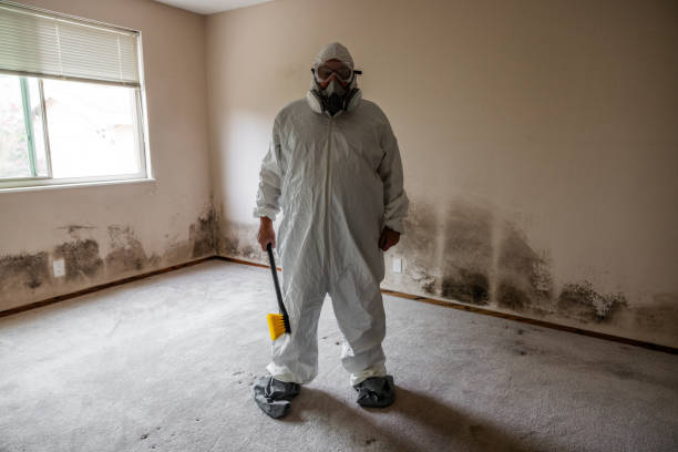 Best Mold Remediation Experts  in Morris, AL