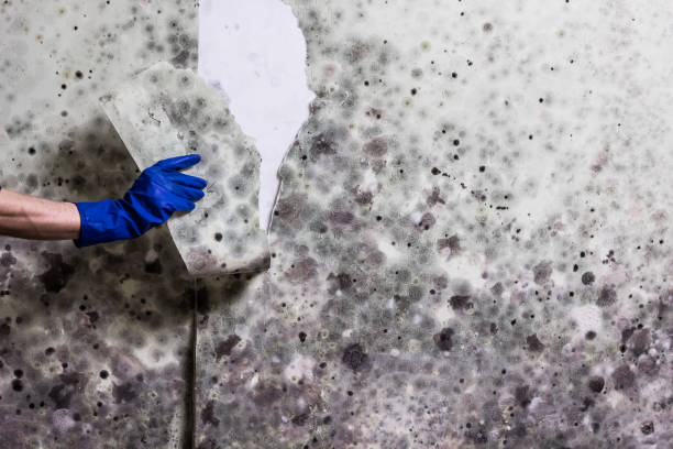 Best Mold Testing and Removal  in Morris, AL