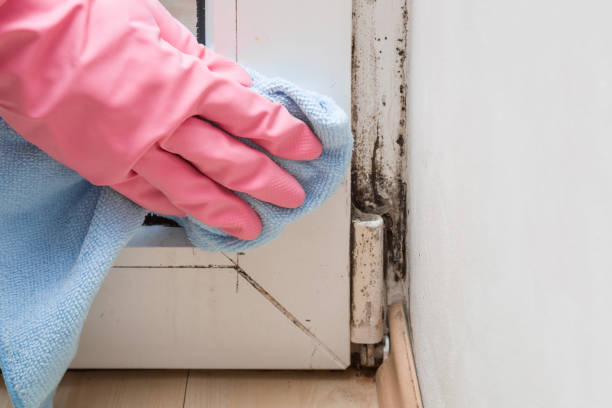 Best Residential Mold Removal  in Morris, AL